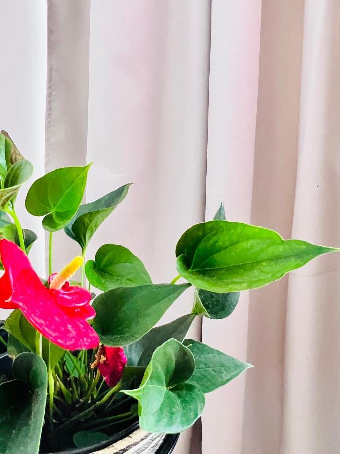 Turnu Măgurele Cozy Apartment מראה חיצוני תמונה
